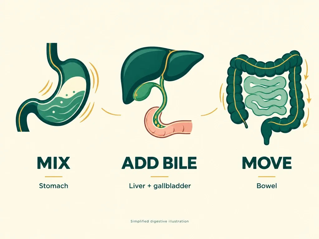 Simplified digestive illustration showing the stomach, the liver and gallbladder, and the bowel