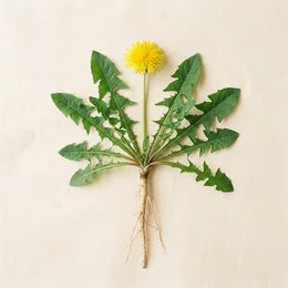 Dandelion Root
