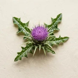 Milk Thistle