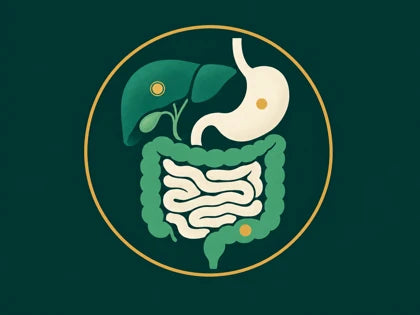 Illustration of the stomach, liver, gallbladder and bowel