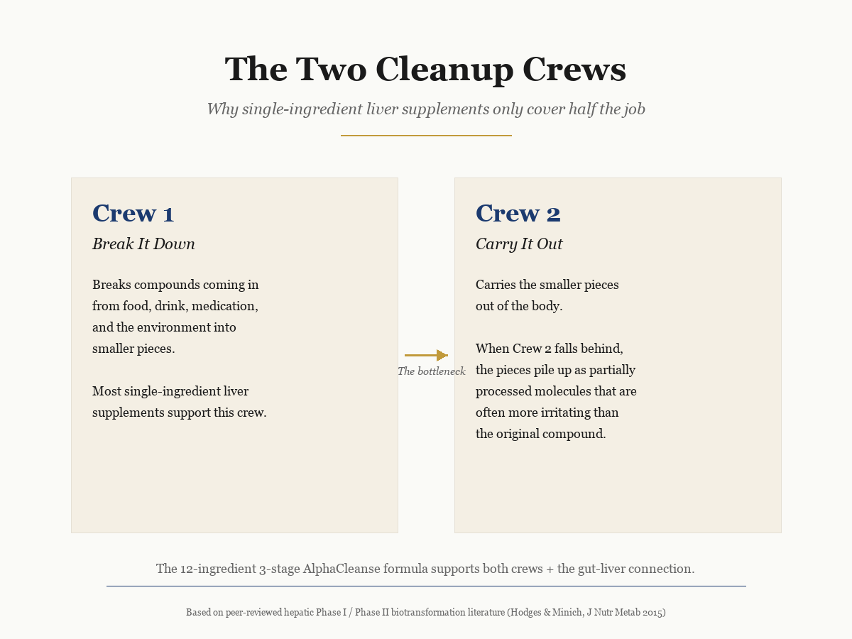 Editorial infographic titled The Two Cleanup Crews showing Crew 1 Break It Down and Crew 2 Carry It Out with botanical icons